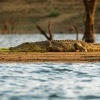 Krokodyl nilsky - Crocodylus niloticus - Nile Crocodile o3289